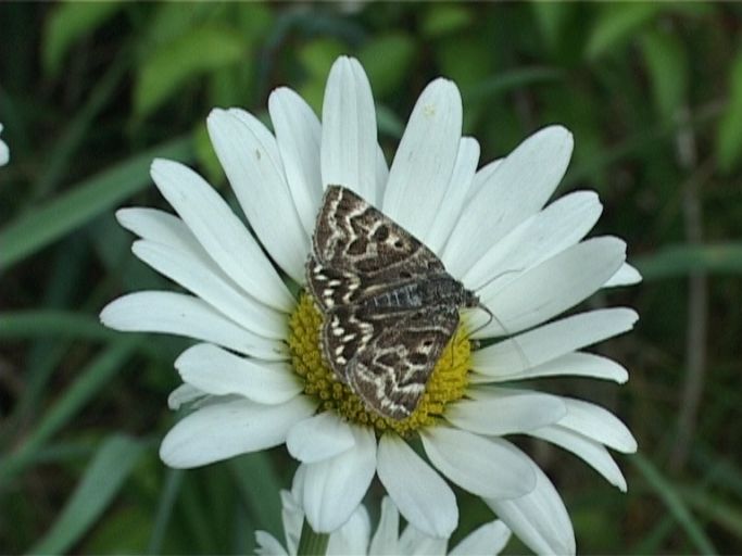 Scheck-Tageule ( Callistege mi ), auf Margarite : Am Niederrhein, Biotop, 18.05.2007